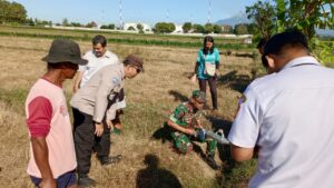 Lawan Hama Tikus, Babinsa Bersama Petani Kompak Gelar Gerdal Serentak   
