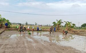 Dari Lumpur Sawah, Babinsa Bangun Optimisme Petani Menuju Panen Berkualitas