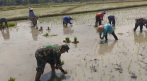 Lumpur di Kaki, Harapan di Hati: Babinsa Miri Tanam Padi Bersama Petani   