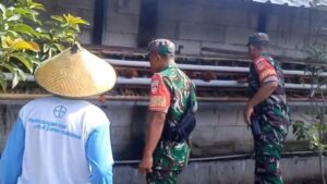 Babinsa Turun ke Kandang, Pastikan Produksi Telur Tetap Stabil   