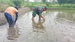 Jaga Kualitas Padi, Koptu Eka Hendarwanto Bantu Petani Bersihkan Hama Keong Dan Gulma Sawah   