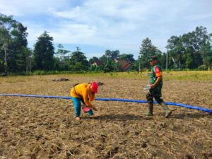 Sinergi Ketahanan Pangan, Serma Yonanda Dampingi Poktan Makmur Tanam Bibit Jagung   