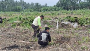 Dukungan Ketahanan Pangan, Kalapas Labuhan Ruku Tinjau Lahan Pertanian Air Joman Untuk Penanaman Jagung Tahap Ke 2   