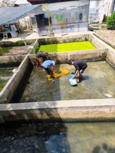 PERKUAT PEMBINAAN KEMANDIRIAN, WARGA BINAAN LAPAS LABUHAN RUKU LAKUKAN PEMBERSIHAN KOLAM LELE   