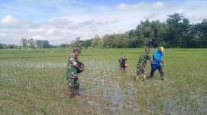 Babinsa Gesi IKut Turun Sawah, Pemupukan Jadi Kunci Kejar Panen Melimpah   