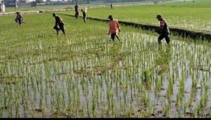Babinsa Masaran Bantu Petani, Pemupukan Didorong Tepat dan Efisien   