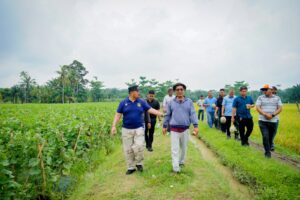 Bupati Batu Bara Panen Melon di Air Putih, Dorong Pengembangan Hortikultura dan Dukung Program MBG