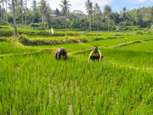 Wujudkan Ketahanan Pangan, Babinsa Kedungbanteng Dampingi Petani Merawat Sawah Warga