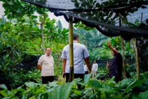 Lihat Potensi 800 Ribu Bibit Aren, Bupati Baharuddin Siapkan Pengembangan Komoditas Aren di Batu Bara   